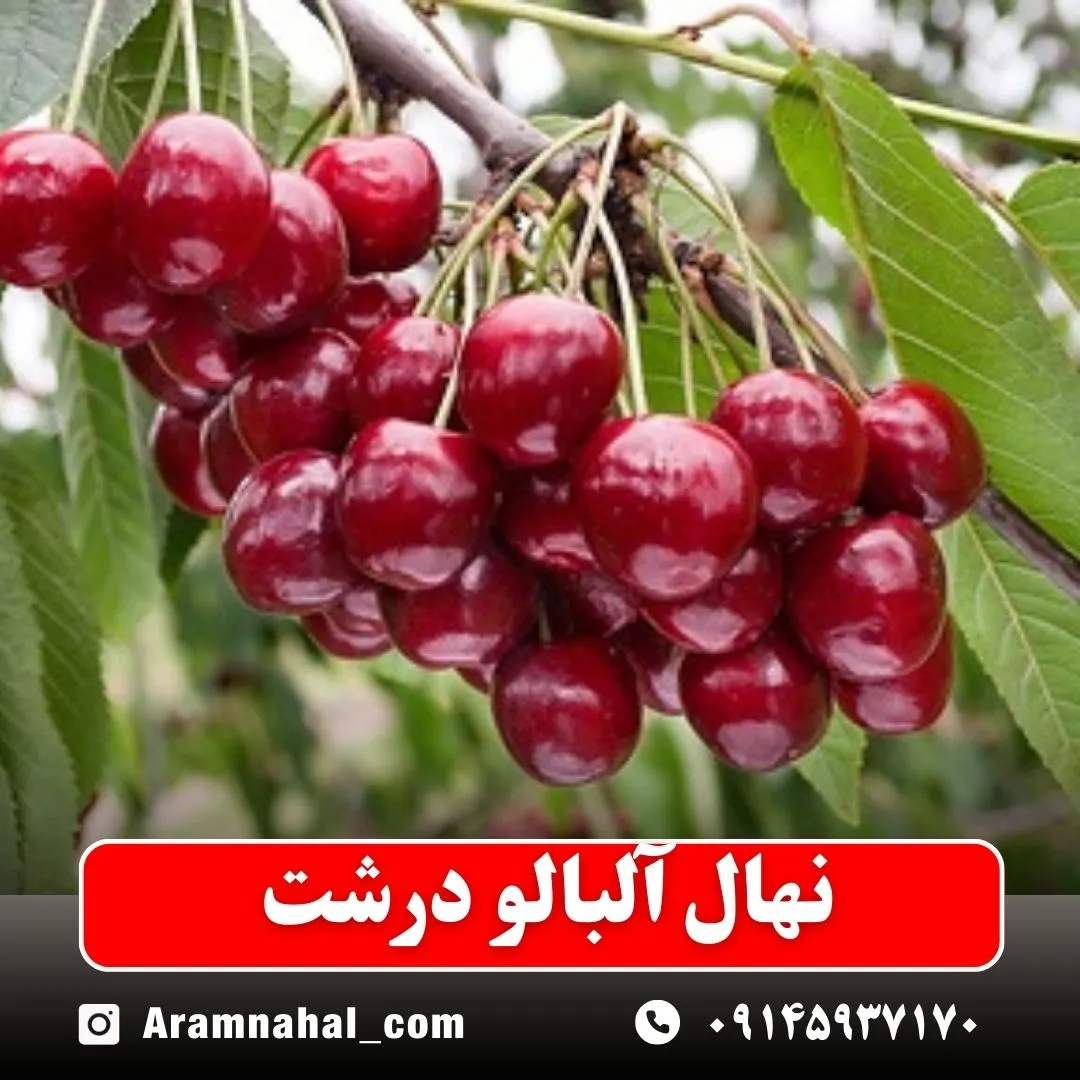 نهال آلبالو درشت -نهالستان آرام نهال
