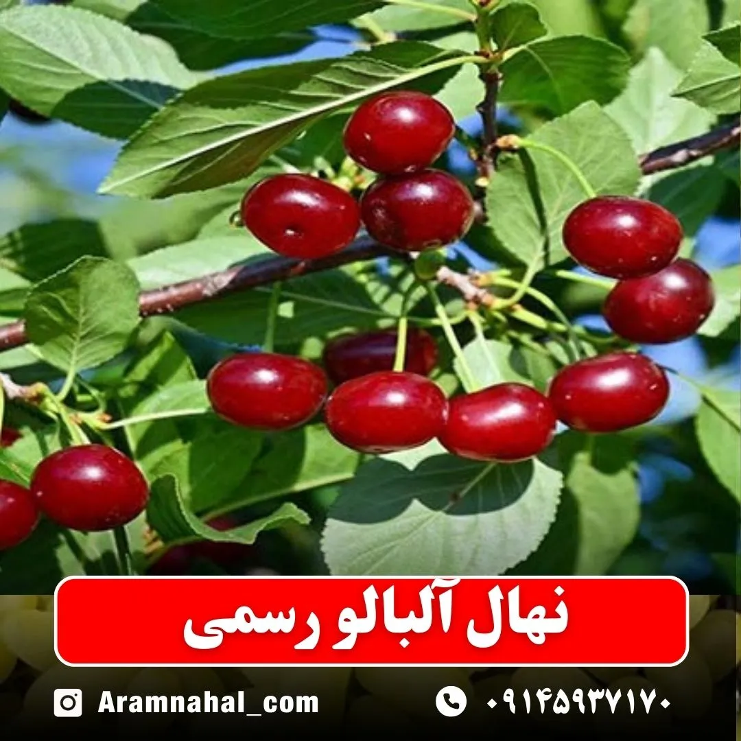 نهال آلبالو رسمی