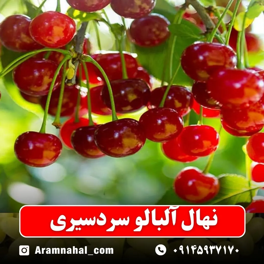 نهال-آلبالو-سردسیری-نهالستان-آرام-نهال