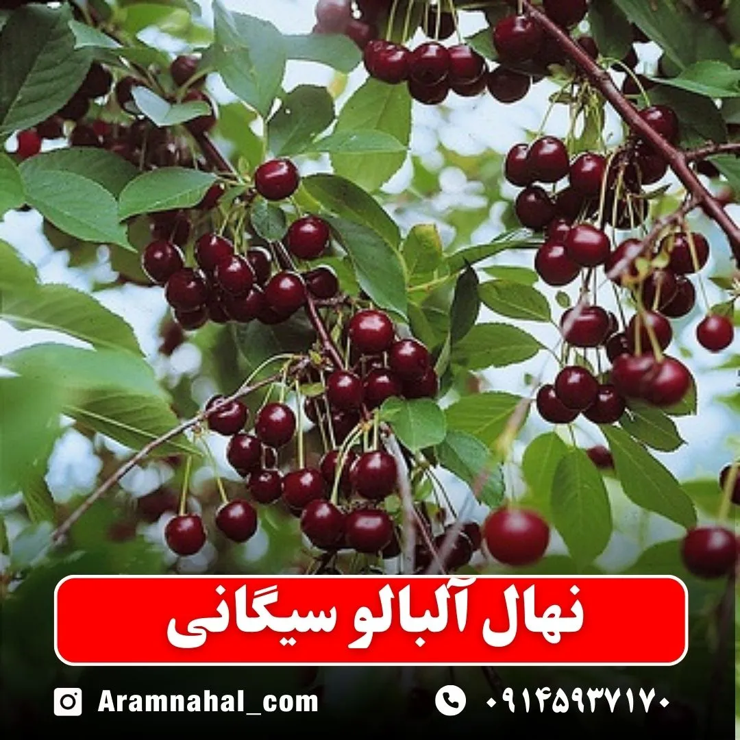نهال آلبالو سیگانی -نهالستان آرام نهال