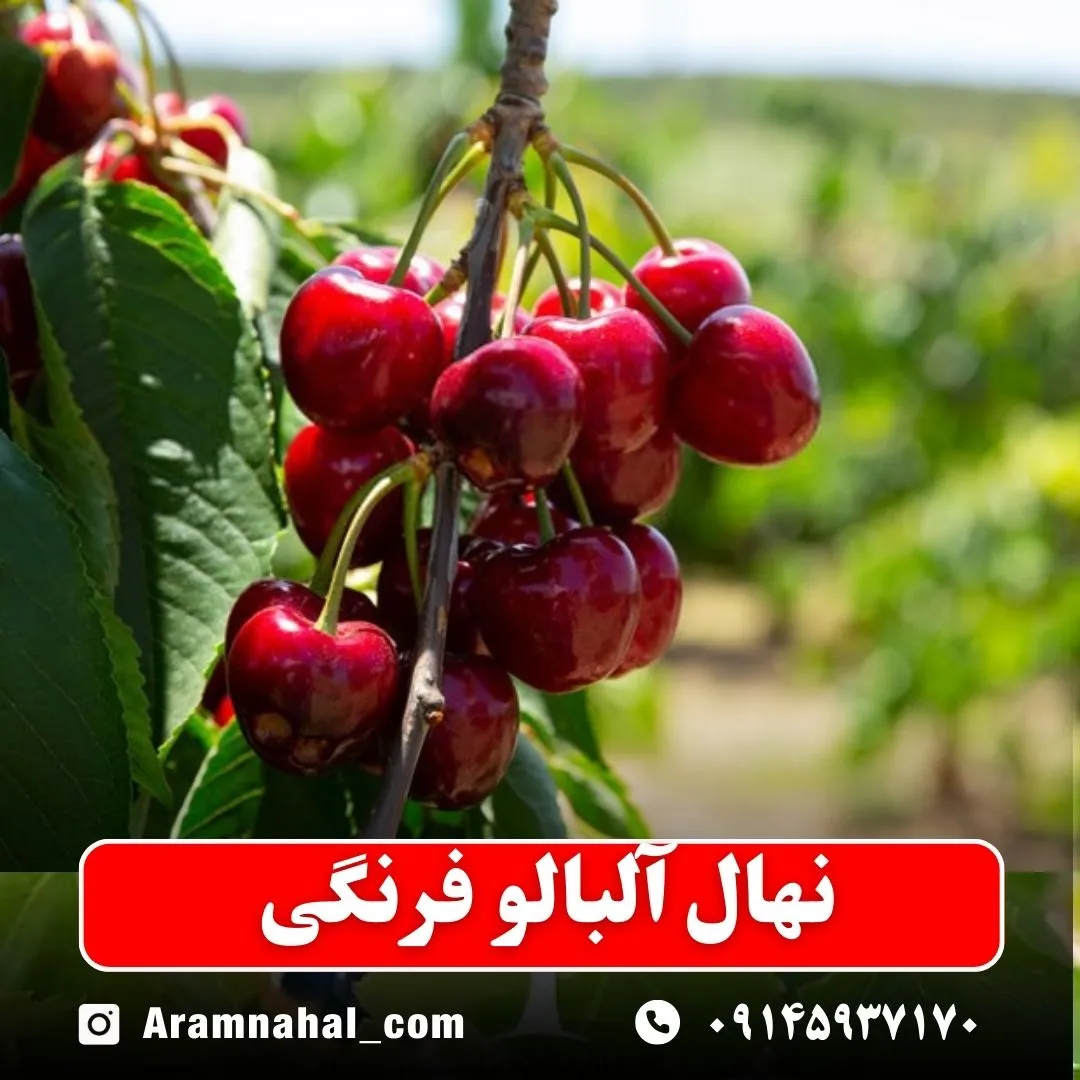 نهال آلبالو فرنگی -نهالستان آرام نهال