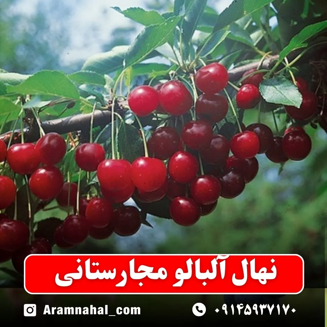 نهال آلبالو مجارستانی -نهالستان آرام نهال