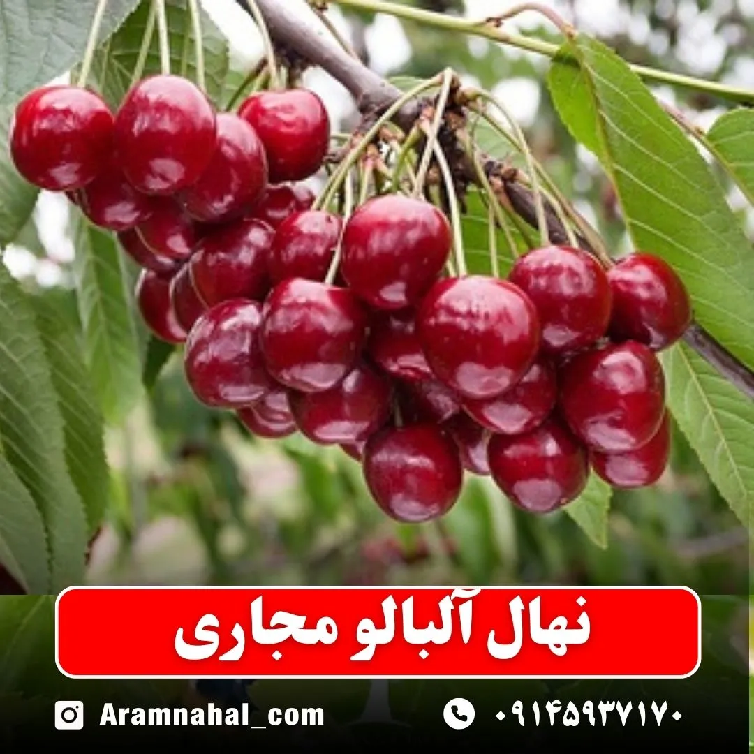 نهال آلبالو مجاری -نهالستان آرام نهال