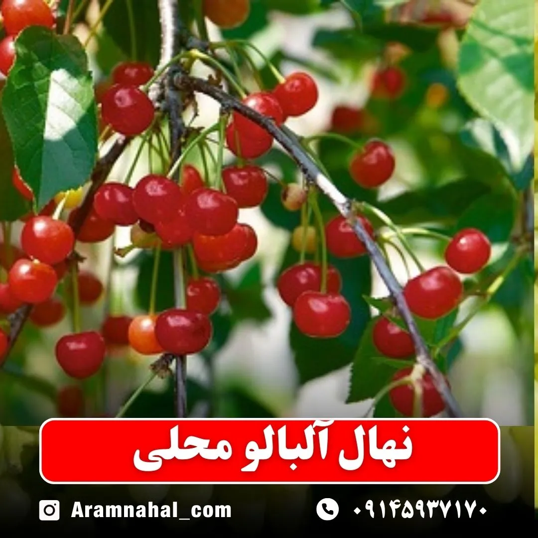 نهال آلبالو محلی نهالستان ارام نهال
