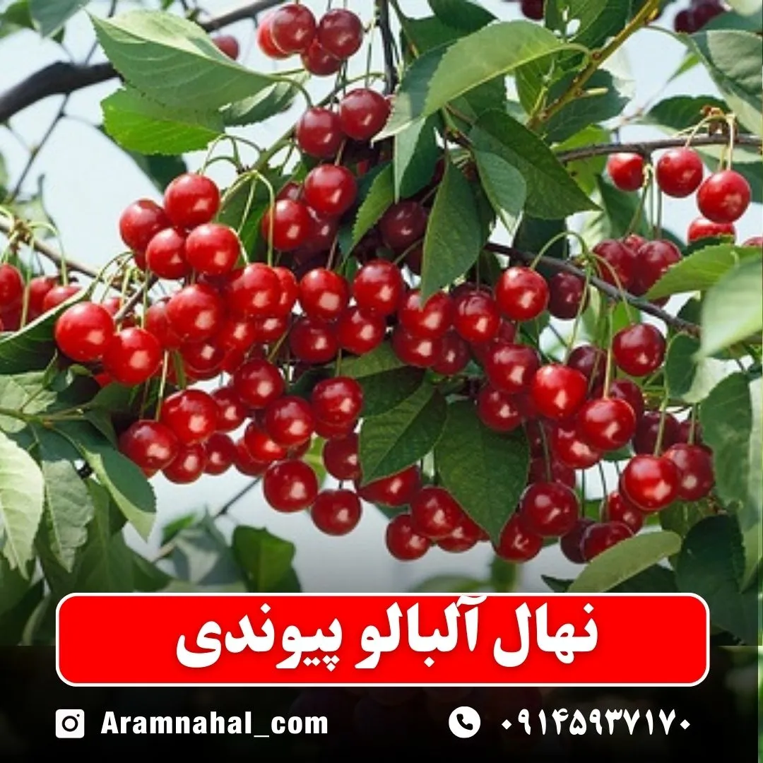 نهال آلبالو پیوندی نهالستان-آرام نهال