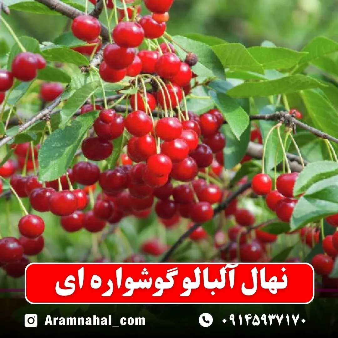 نهال آلبالو گوشواره ای -نهالستان آرام نهال
