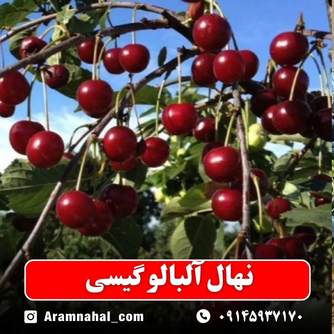 نهال آلبالو گیسی -نهالستان آرام نهال