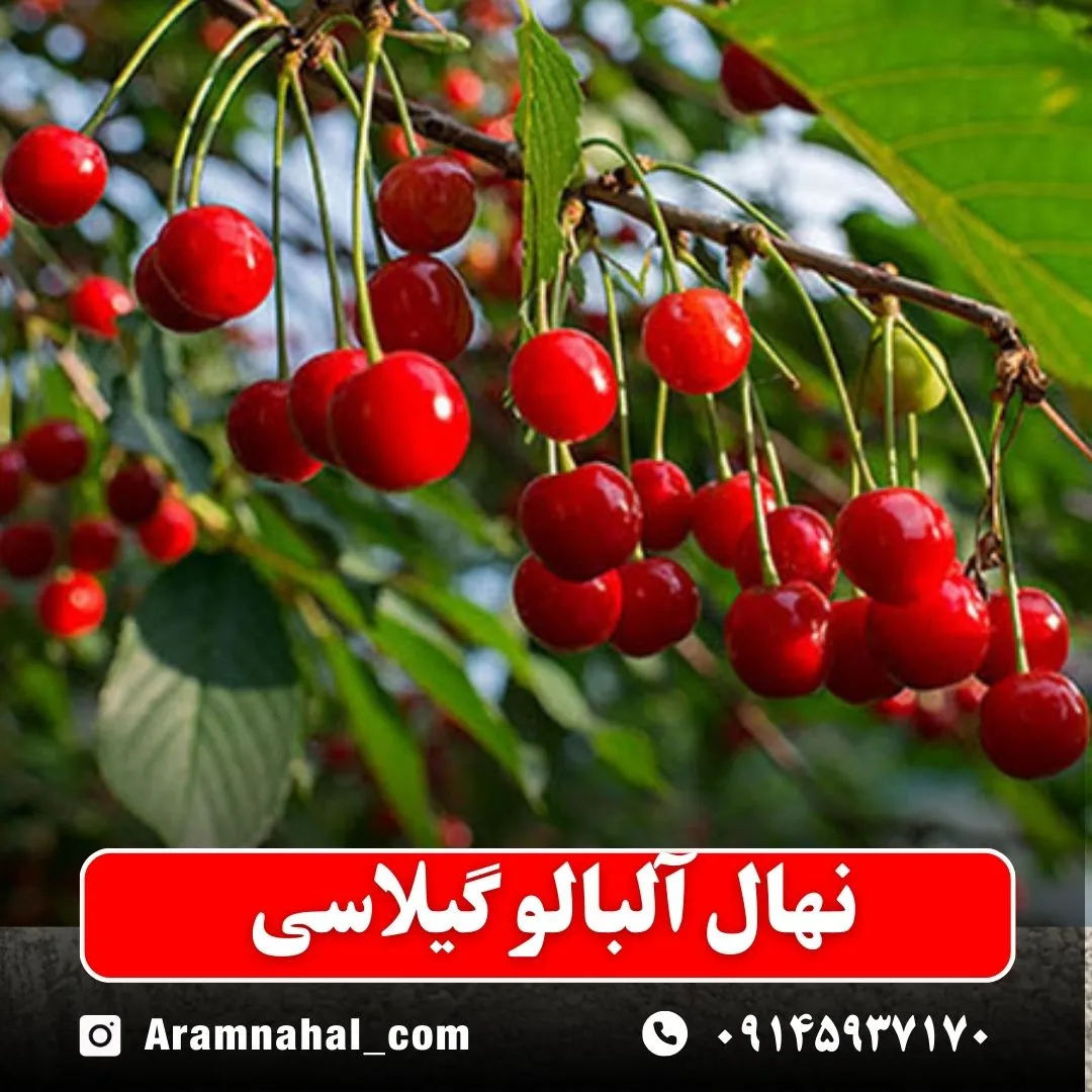 نهال-آلبالو-گیلاسی-نهالستان-آرام-نهال