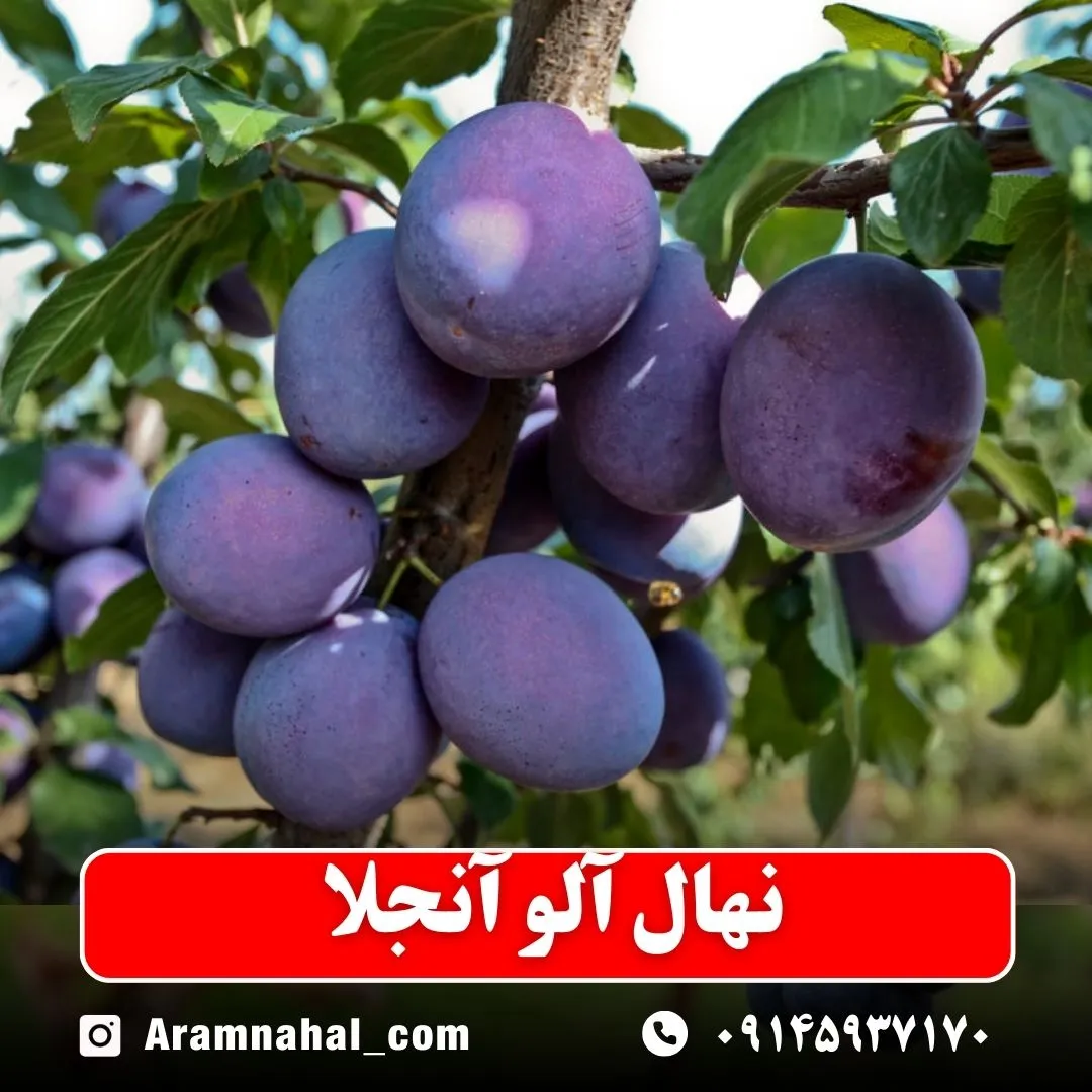 نهال آلو آنجلا نهالستان آرام نهال