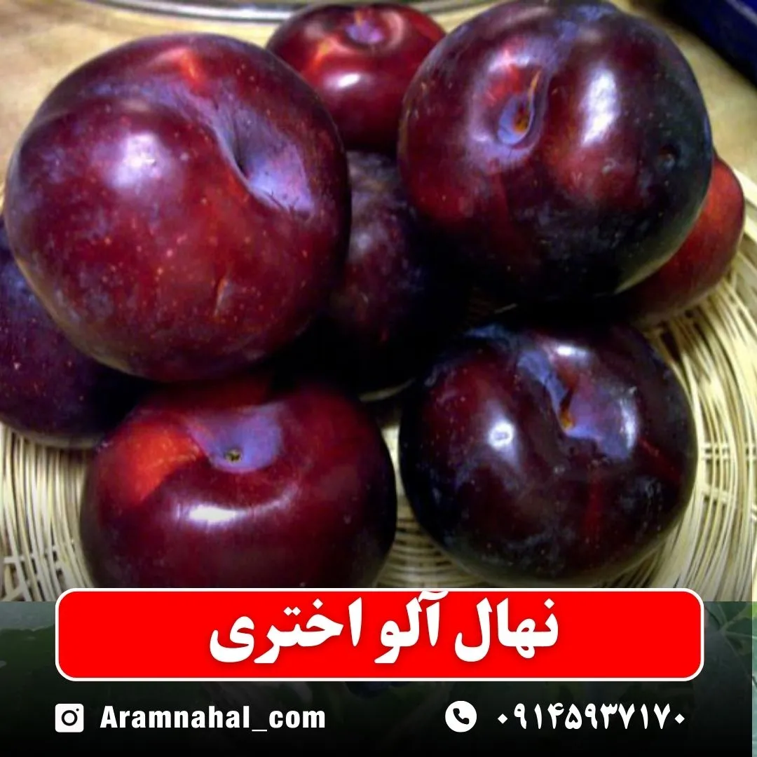 نهال آلو اختری نهالستان آرام نهال
