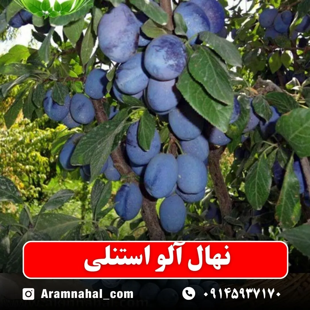 نهال آلو استنلی نهالستان آرام نهال