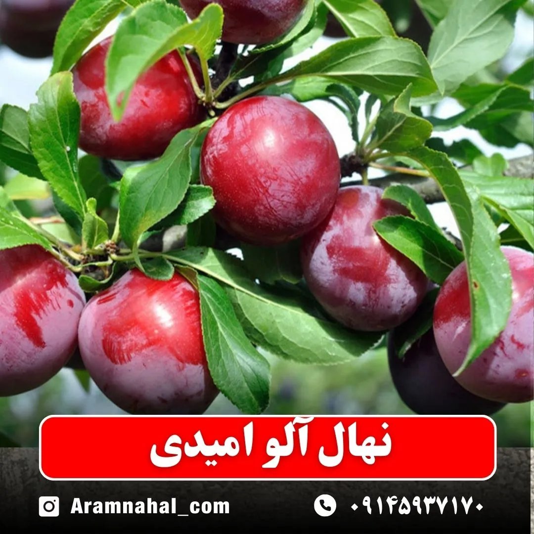 نهال آلو امیدی نهالستان آرام نهال