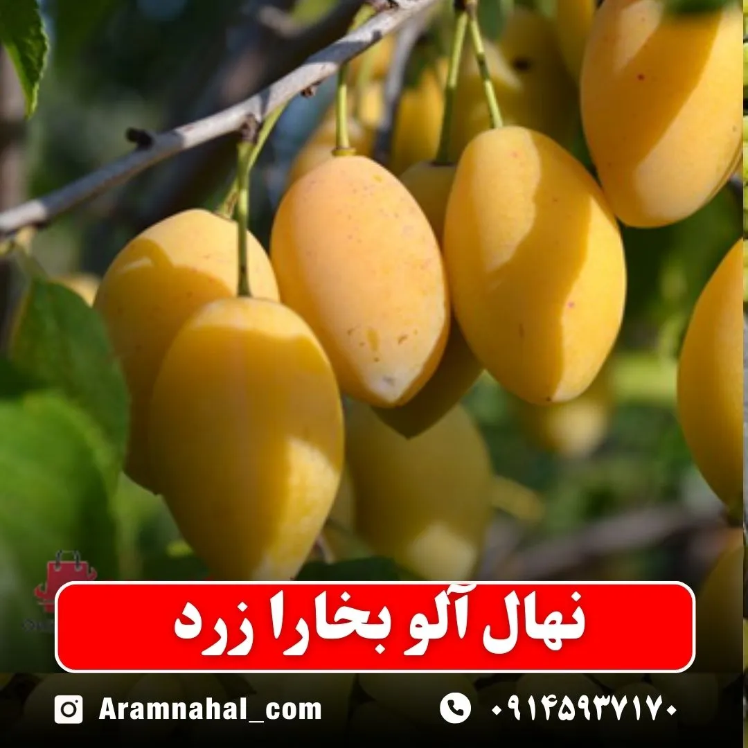 نهال آلو بخارا زرد نهالستان آرام نهال