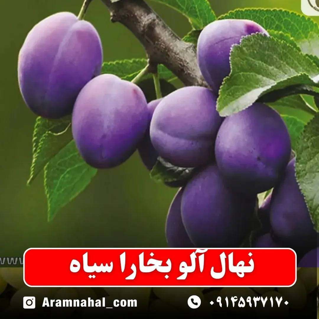 نهال آلو بخارا سیاه نهالستان آرام نهال