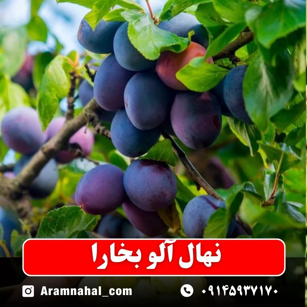 نهال آلو بخارا- نهالستان آرام نهال