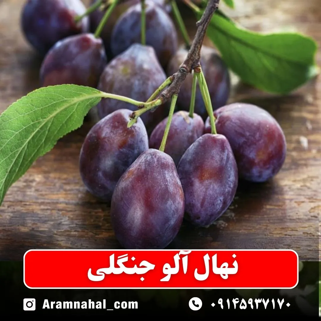 نهال آلو جنگلی نهالستان آرام نهال