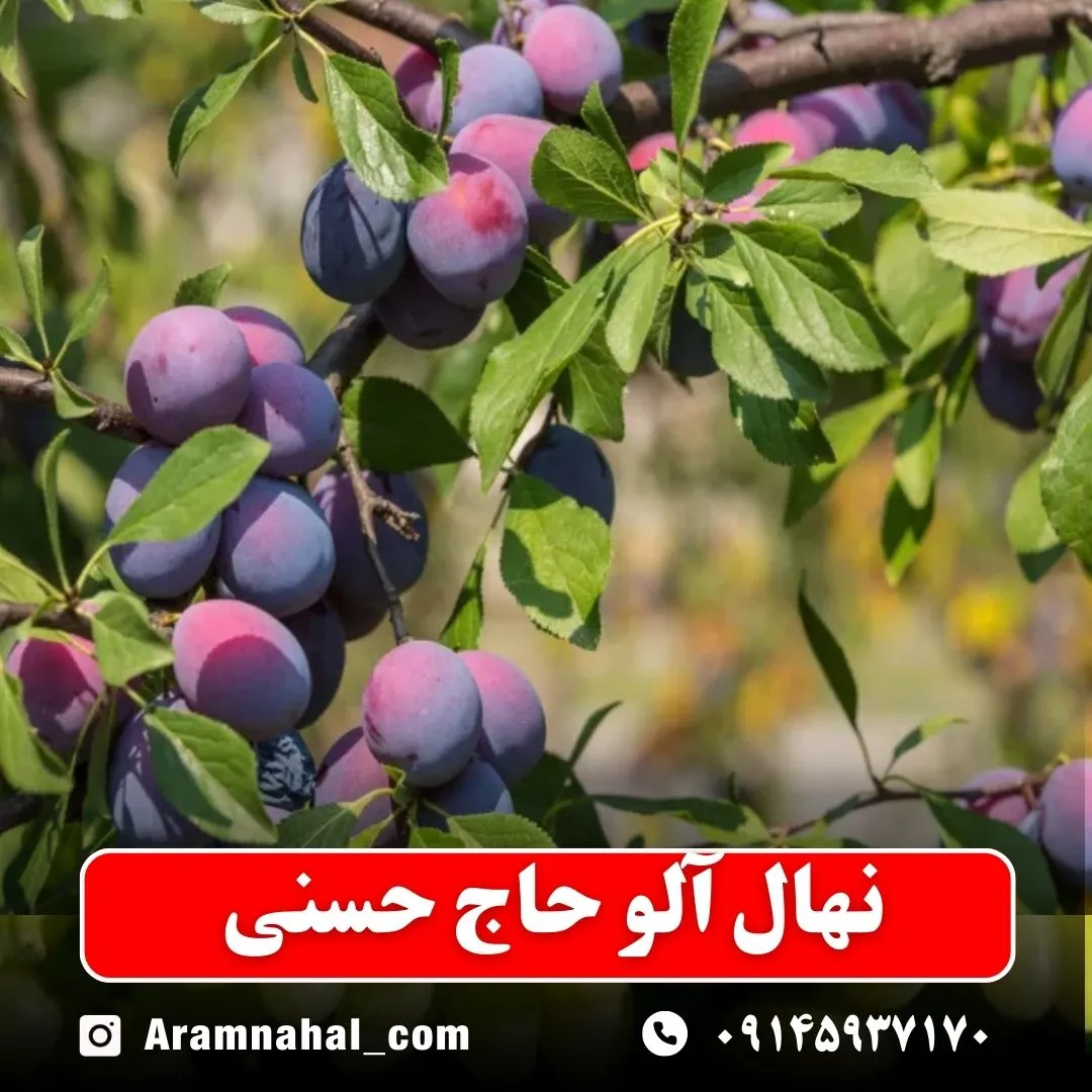 نهال آلو حاج حسنی نهالستان آرام نهال