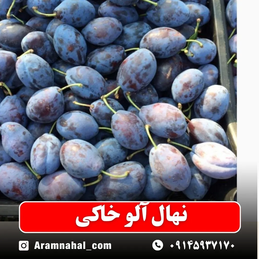نهال آلو خاکی نهالستان آرام نهال