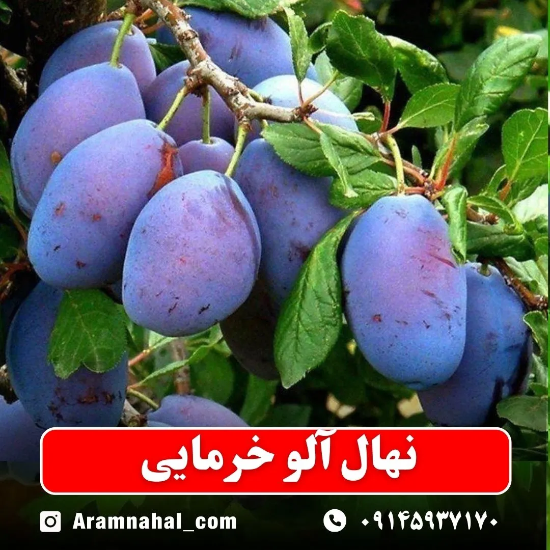 نهال آلو خرمایی نهالستان آرام نهال