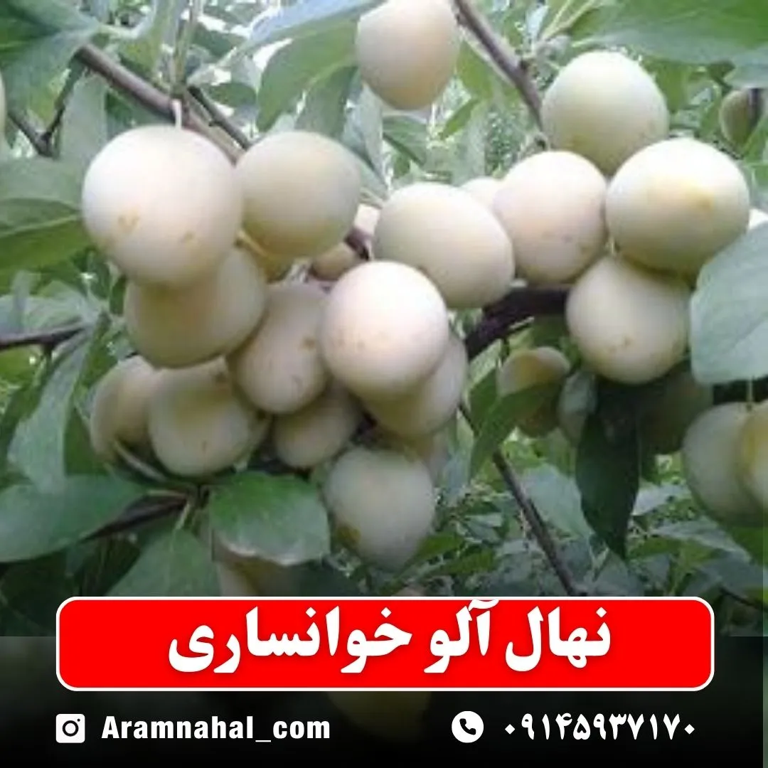 نهال آلو خوانساری نهالستان آرام نهال
