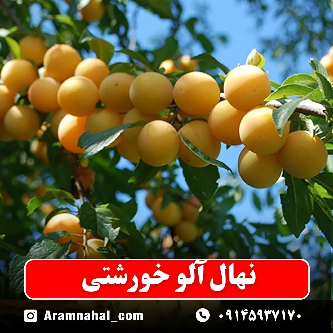 نهال آلو خورشتی نهالستان آرام نهال