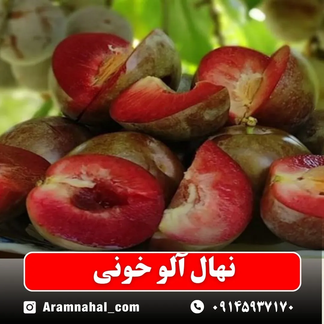 نهال آلو خونی نهالستان آرام نهال