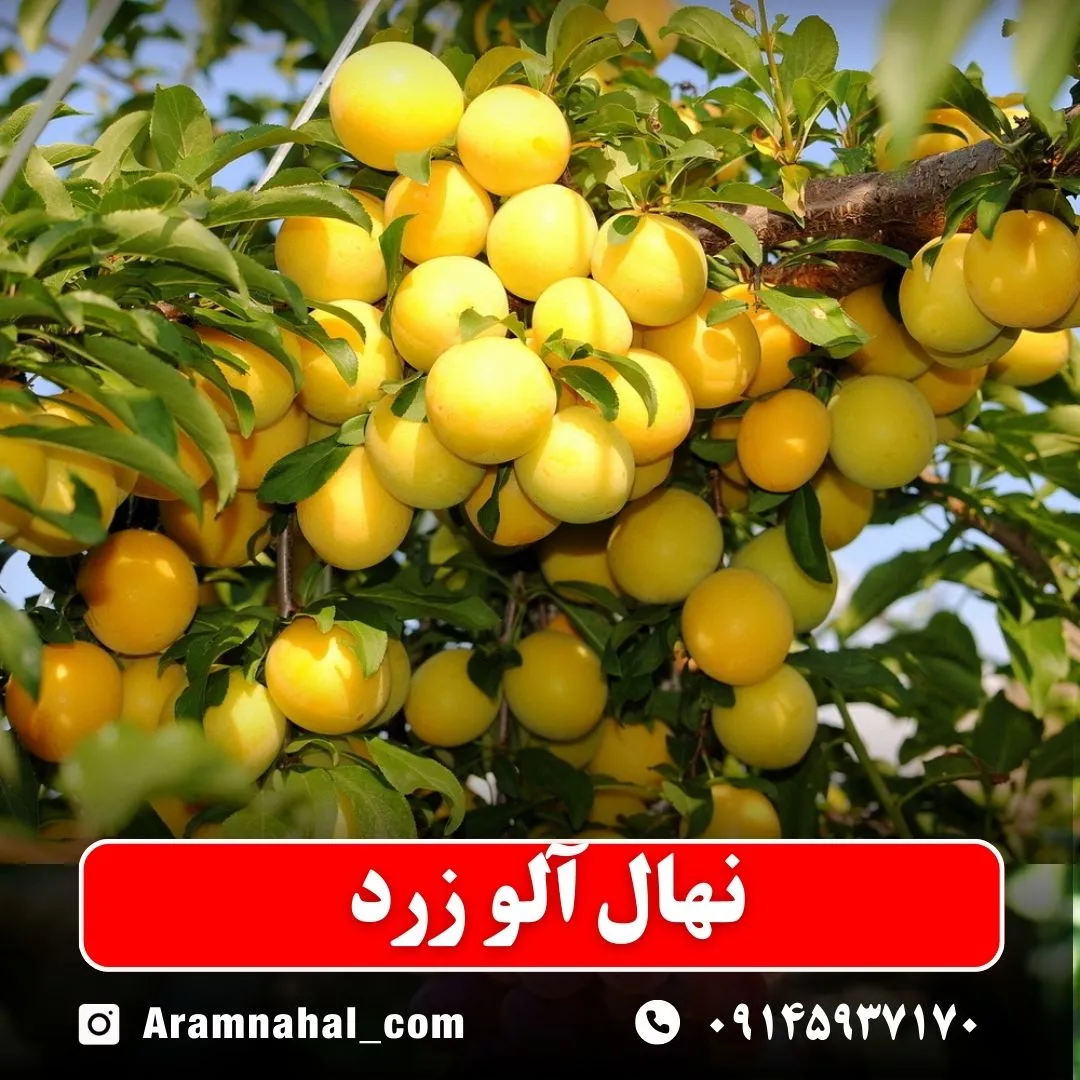 نهال آلو زرد نهالستان آرام نهال