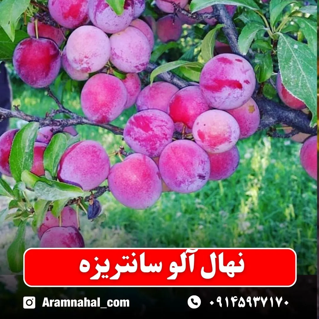 نهال آلو سانتریزه نهالستان آرام نهال