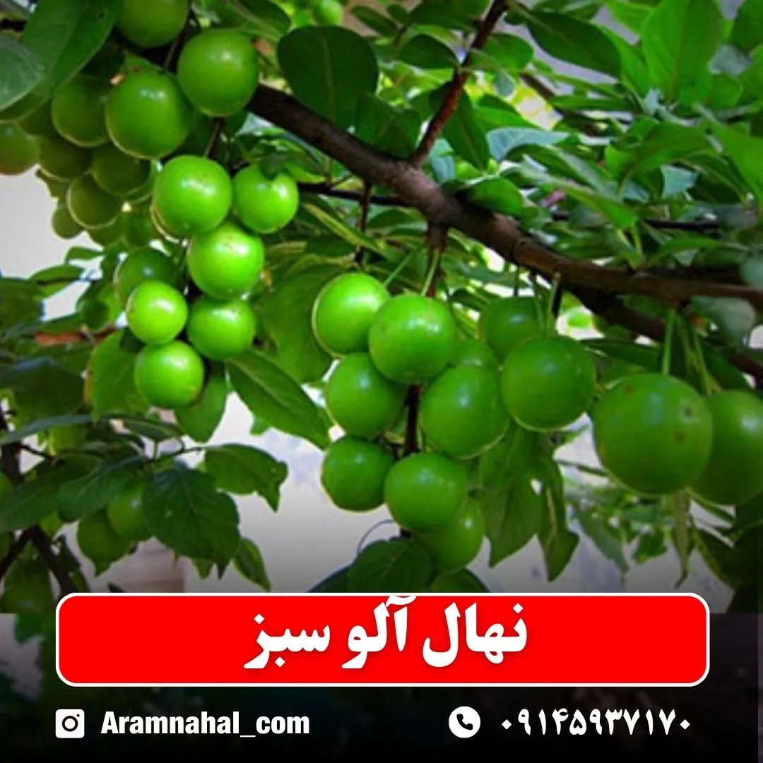 نهال آلو سبز نهالستان آرام نهال