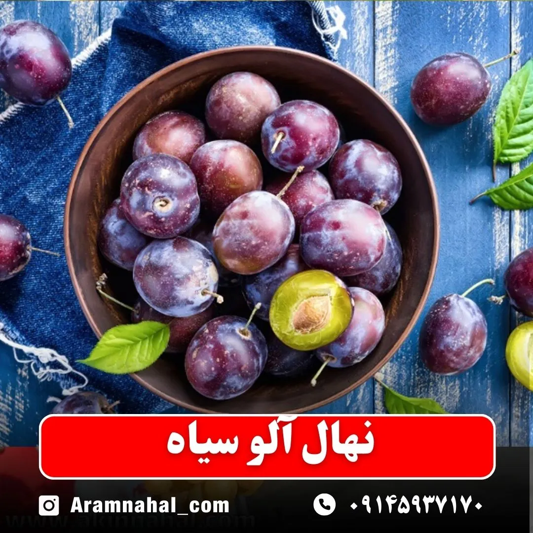 نهال آلو سیاه نهالستان آرام نهال