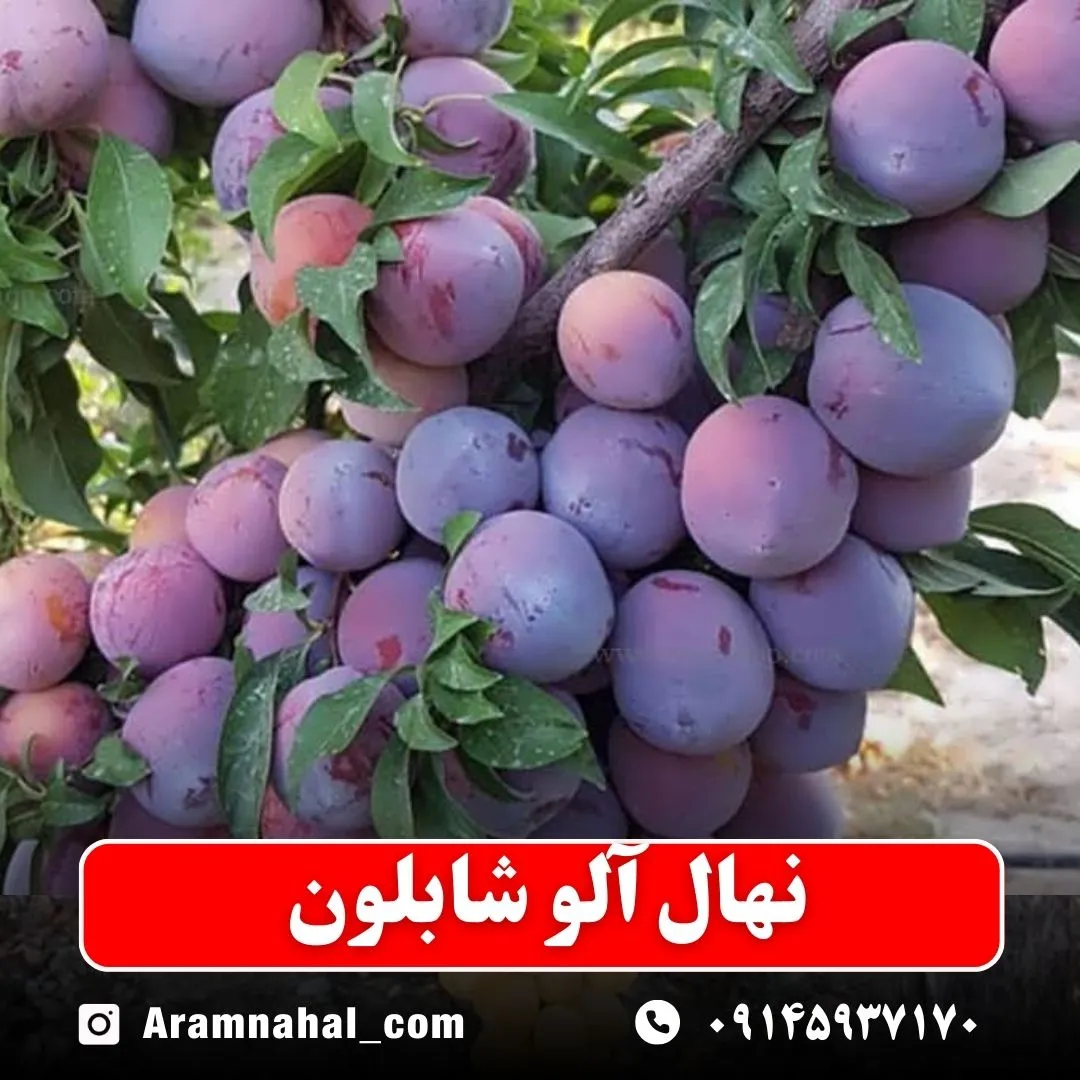 نهال آلو شابلون نهالستان آرام نهال