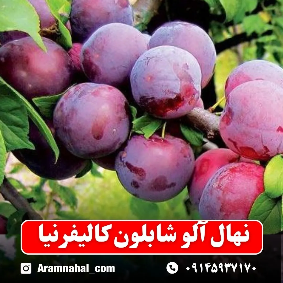 نهال آلو شابلون کالیفرنیا نهالستان آرام نهال