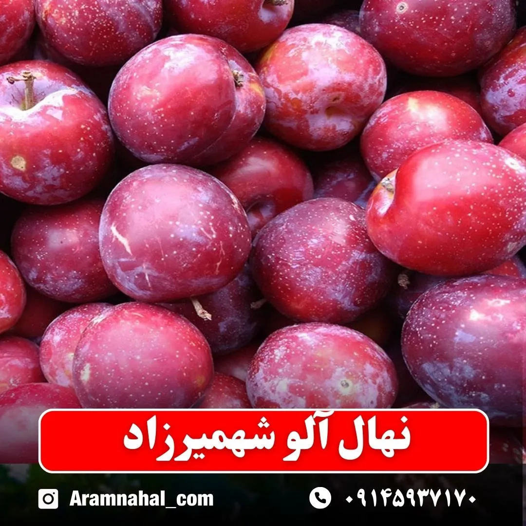 نهال آلو شهمیرزاد نهالستان آرام نهال