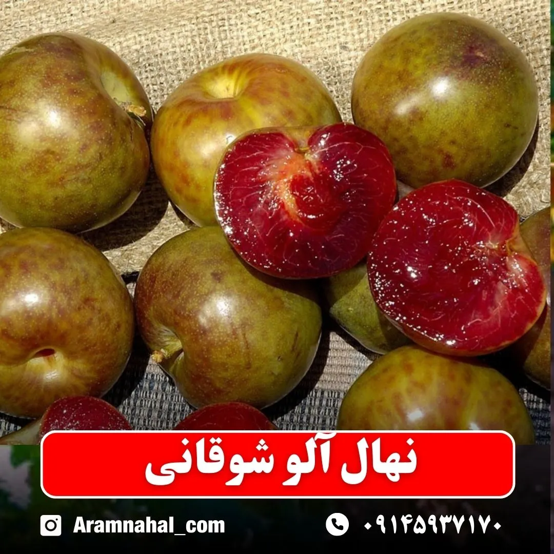 نهال آلو شوقانی نهالستان آرام نهال