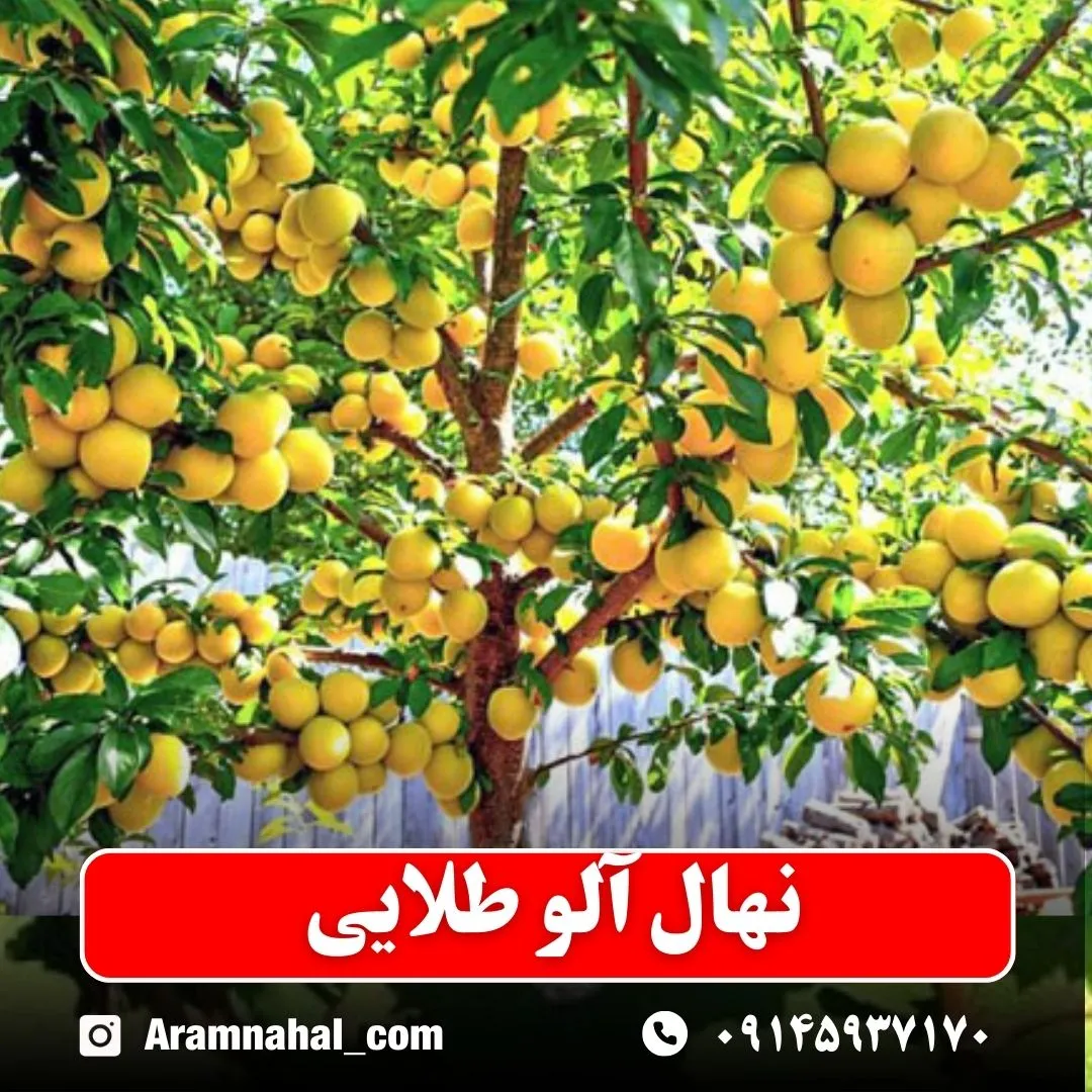 نهال آلو طلایی نهالستان آرام نهال