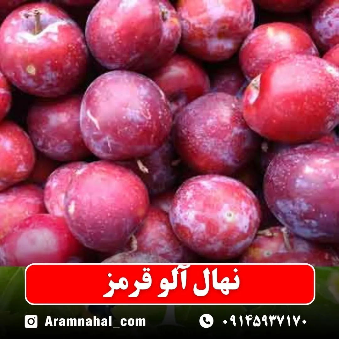 نهال آلو قرمز نهالستان آرام نهال