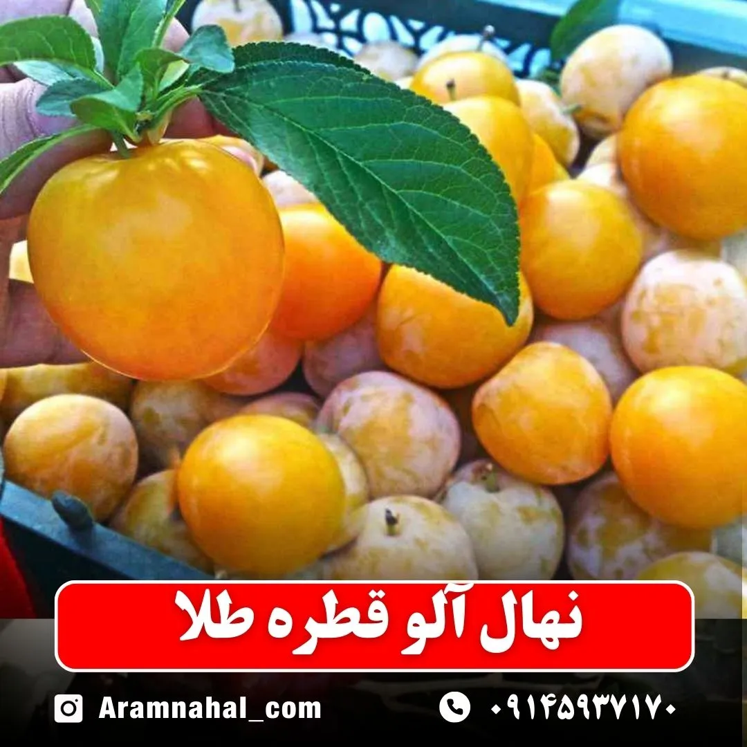 نهال آلو قطره طلا نهالستان آرام نهال