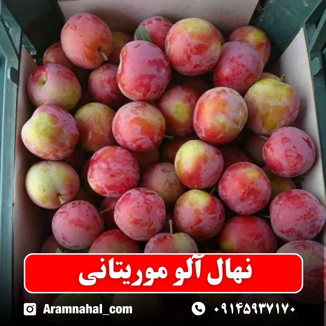 نهال آلو موریتانی نهالستان آرام نهال