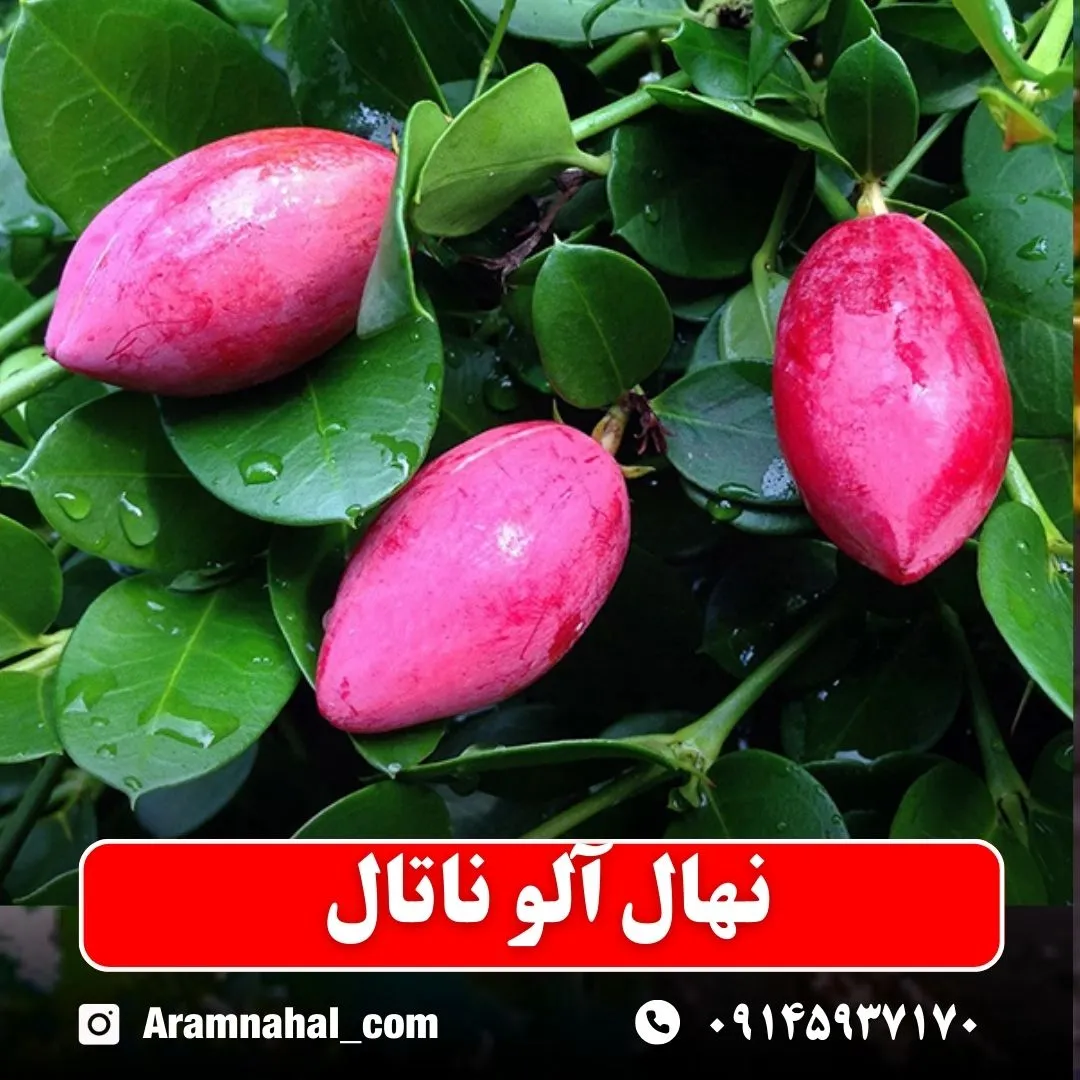 نهال آلو ناتال نهالستان آرام نهال