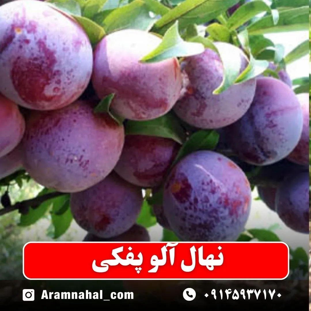 نهال آلو پفکی نهالستان آرام نهال