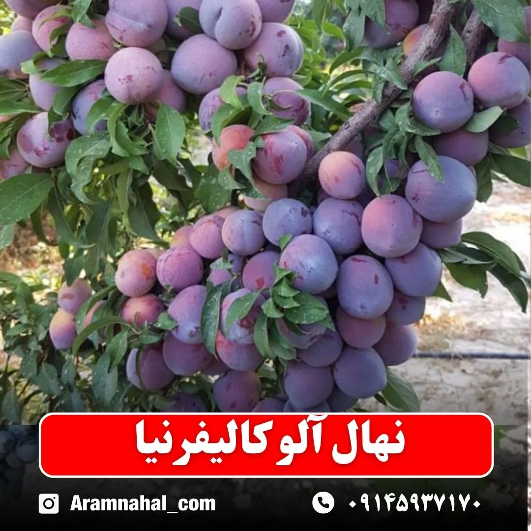 نهال آلو کالیفرنیا نهالستان آرام نهال