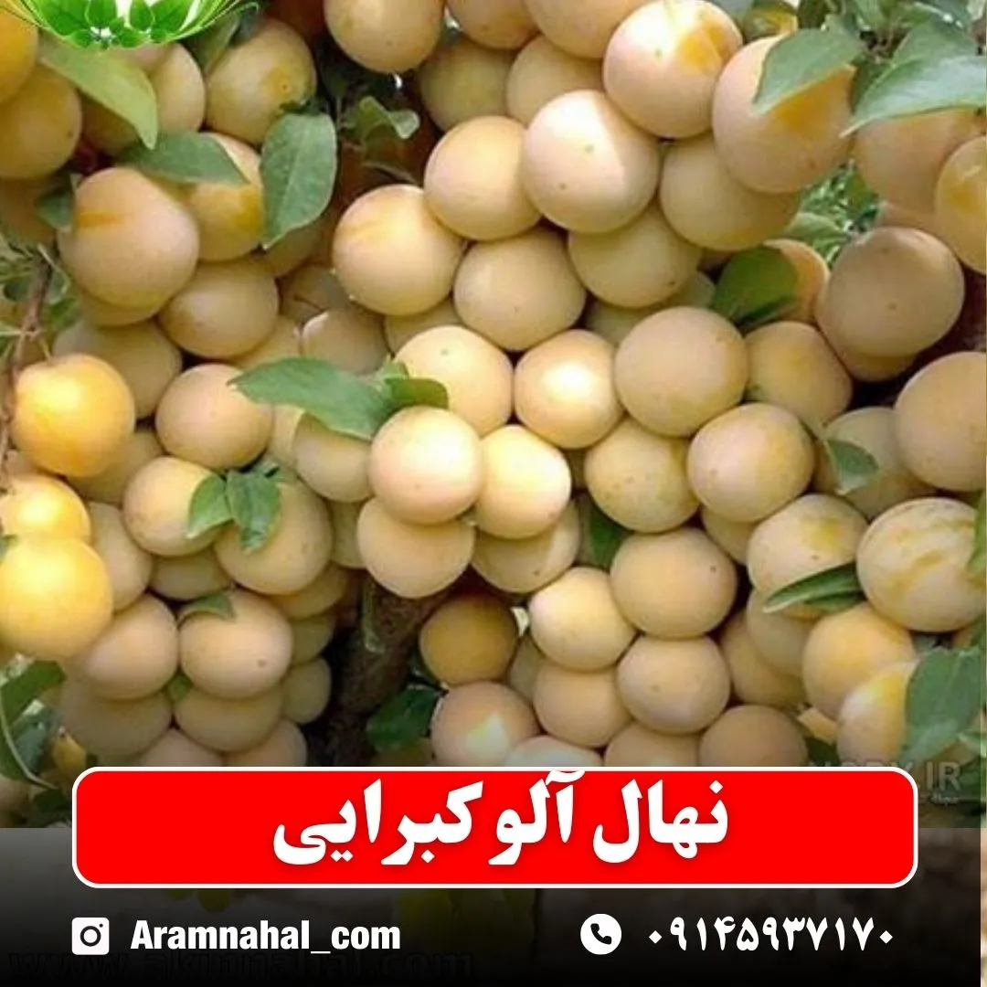 نهال آلو کبرایی نهالستان آرام نهال