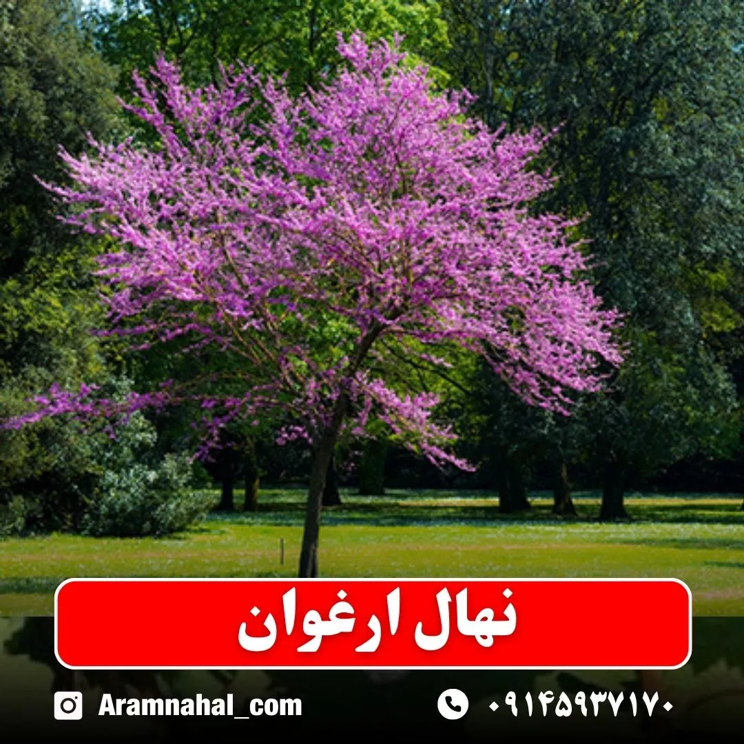 نهال ارغوان