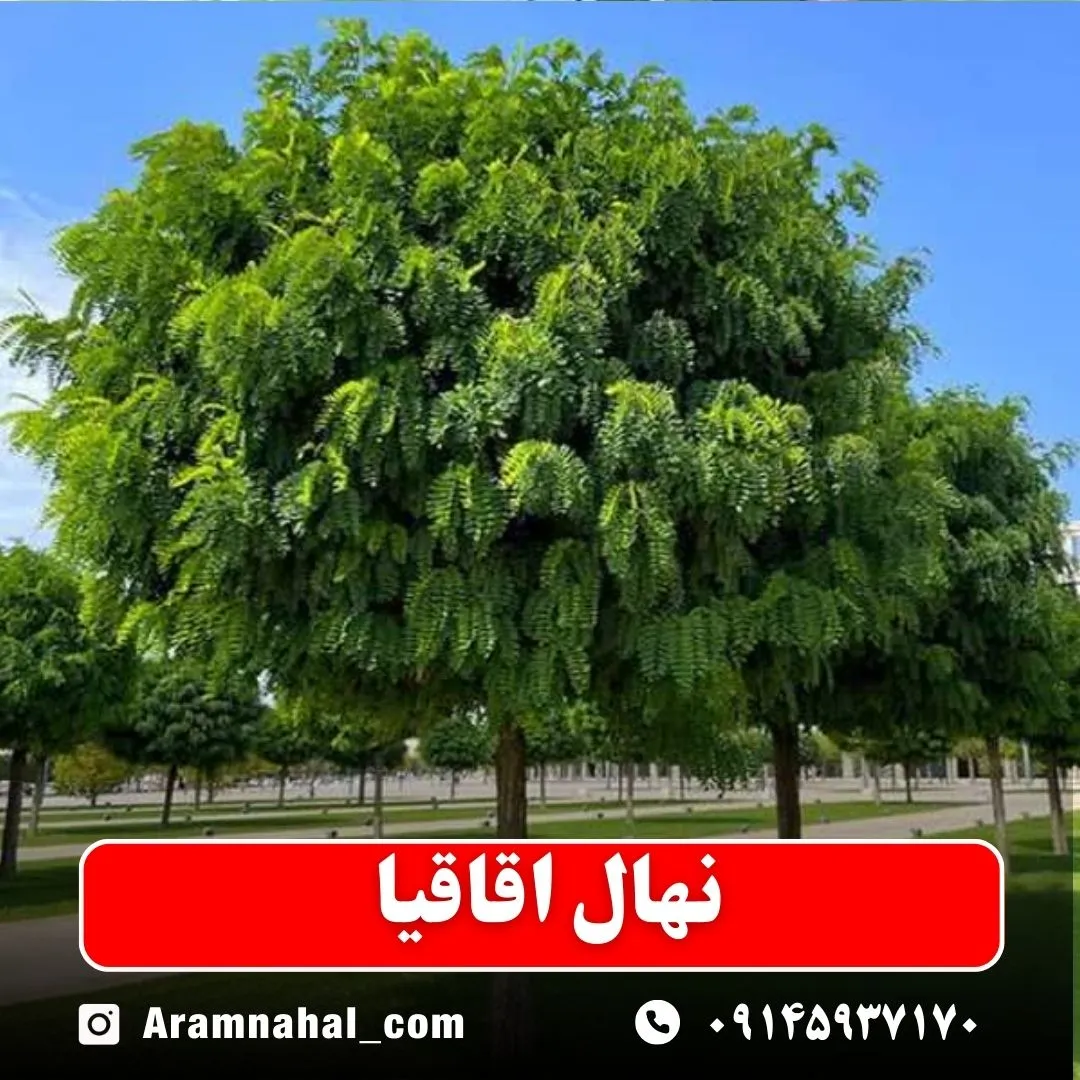 نهال اقاقیا