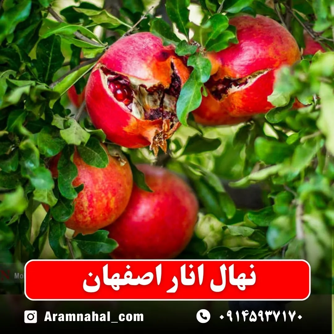 نهال انار اصفهان نهالستان آرام نهال
