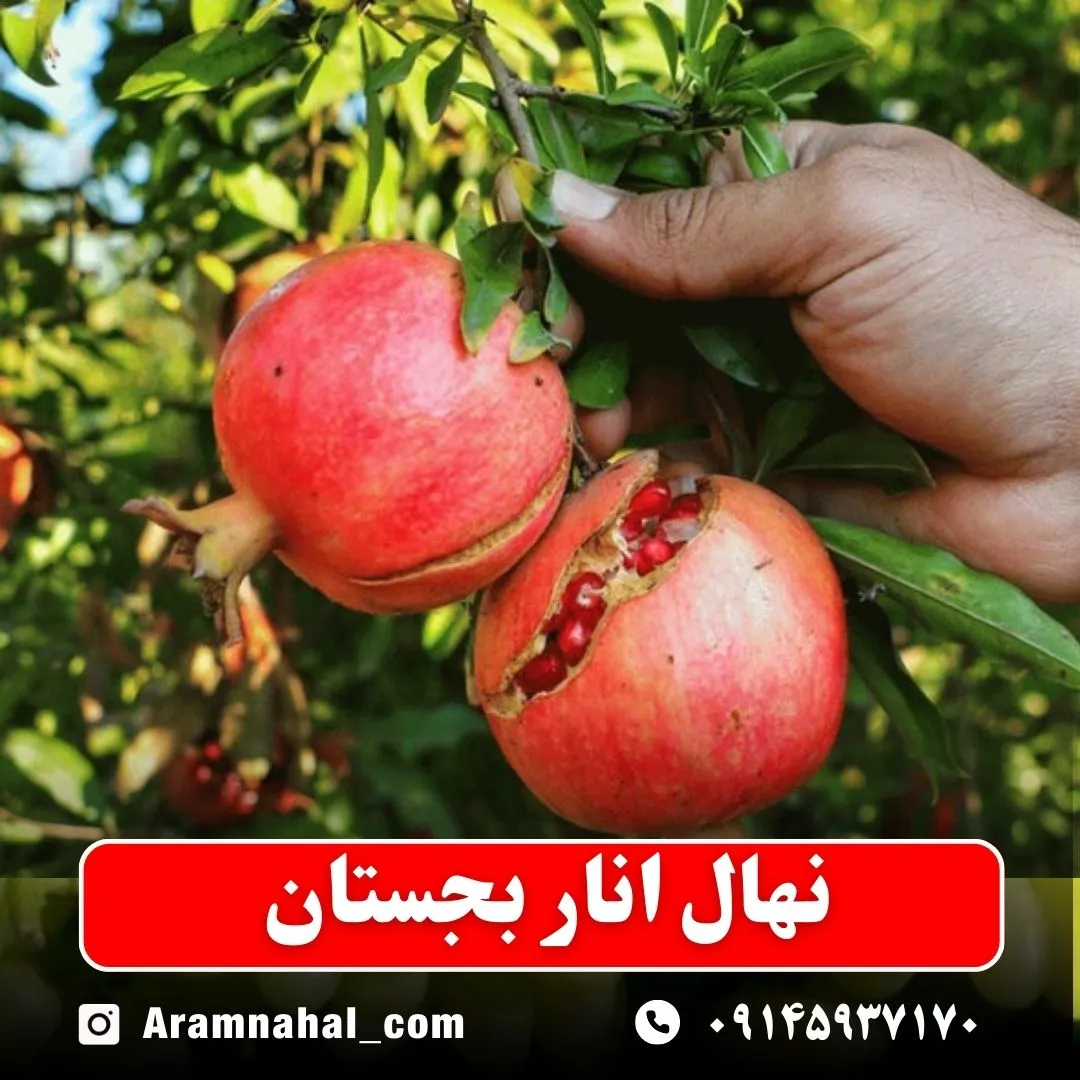 نهال انار بجستان نهالستان آرام نهال