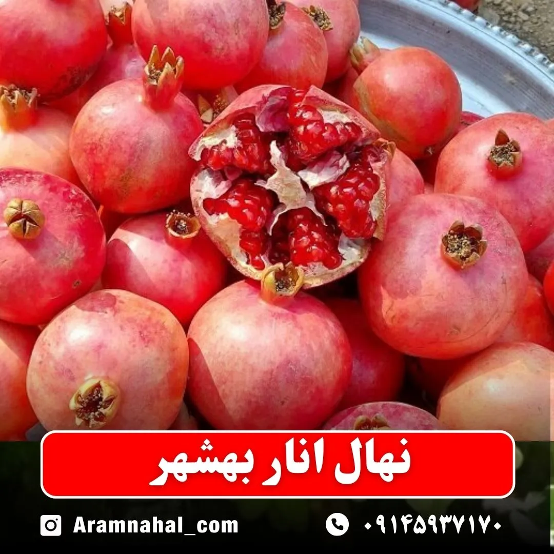 نهال انار بهشهر نهالستان آرام نهال