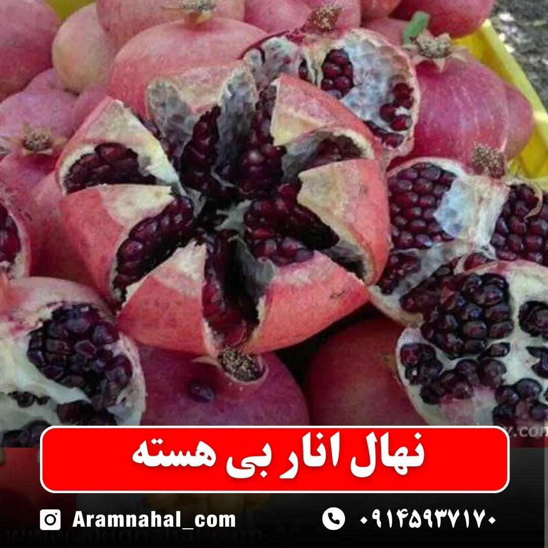 نهال انار بی هسته نهالستان آرام نهال