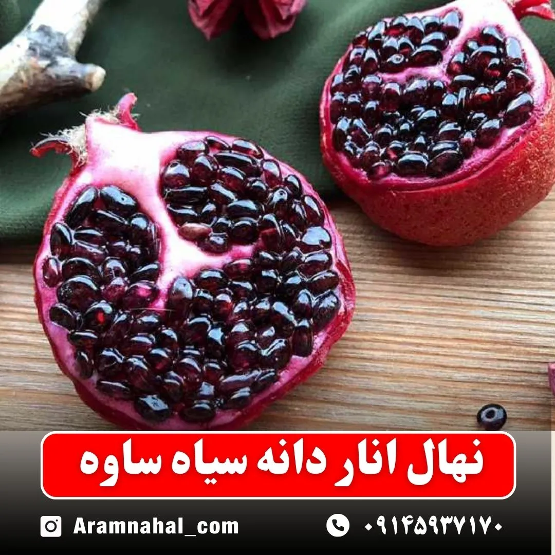 نهال انار دانه سیاه ساوه نهالستان آرام نهال