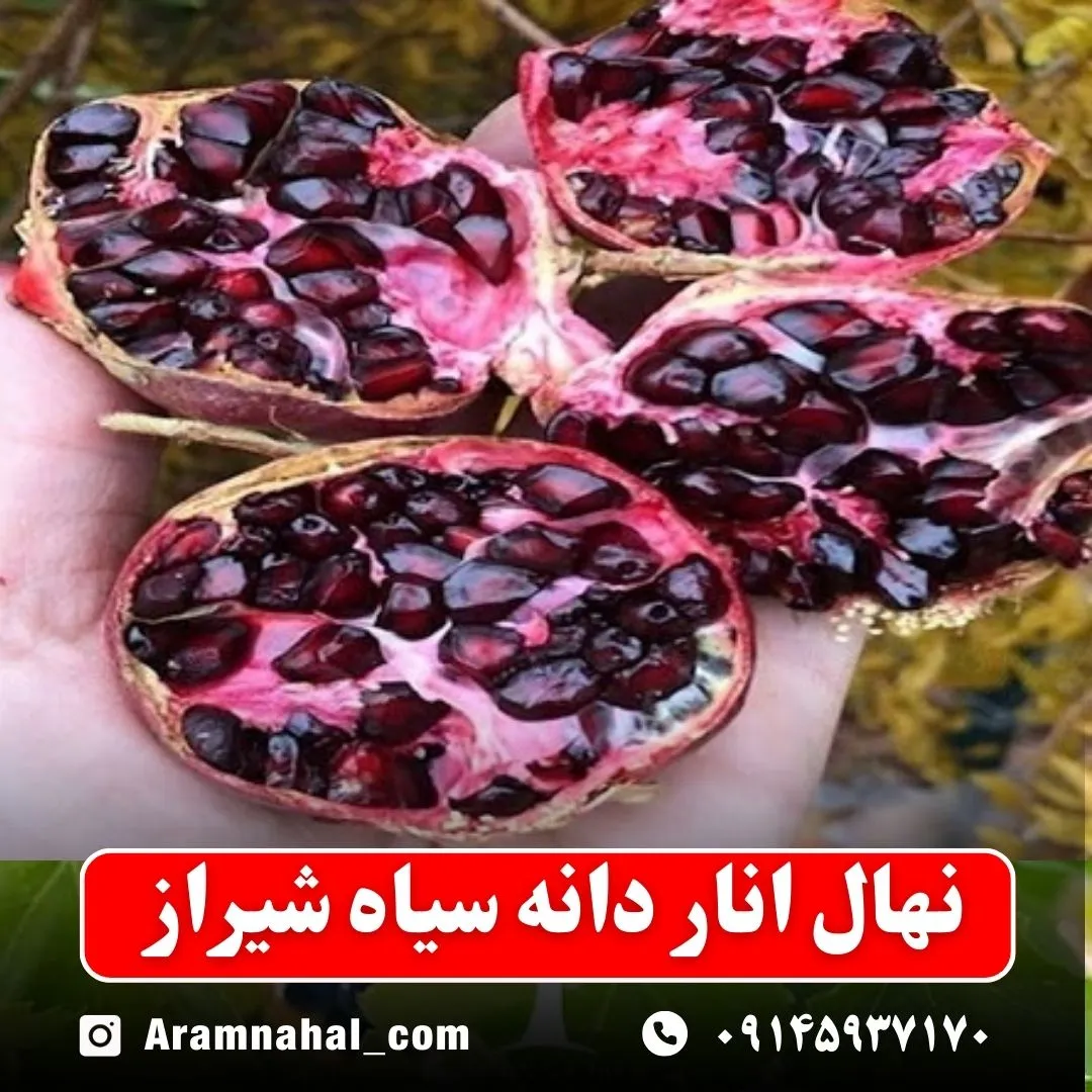 نهال انار دانه سیاه شیراز نهالستان آرام نهال